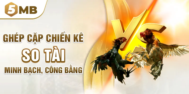 Ghép cặp chiến kê so tài minh bạch, công bằng